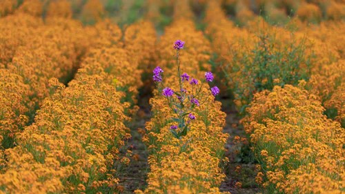 Purple Flower in a Field of Gold....Stand Out with Your Article and Blog Content!