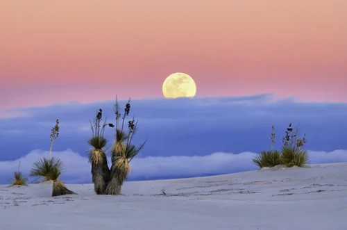 Desert Sunrise with Fog and Cacti.